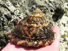 Megastraea undosa