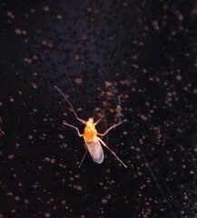 Ormia