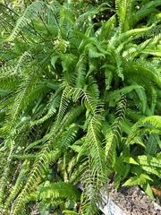 Struthiopteris spicant
