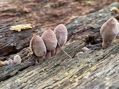 Mycena haematopus