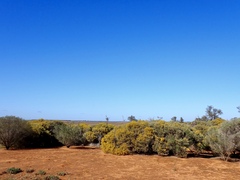 Acacia rigens