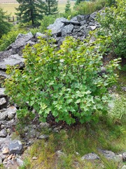 Ribes altissimum