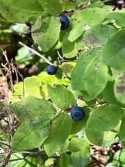 Vaccinium ovalifolium