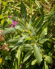 Impatiens glandulifera