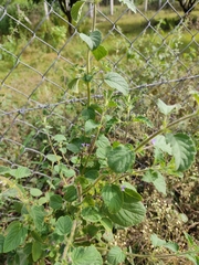 Mesosphaerum suaveolens