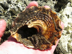 Megastraea undosa
