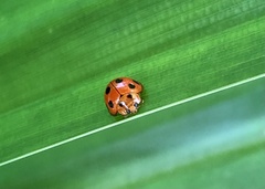 Coelophora inaequalis