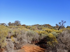 Acacia rigens