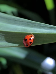 Coelophora inaequalis
