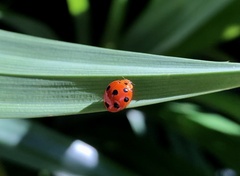 Coelophora inaequalis