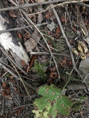 Scolopocryptops spinicaudus