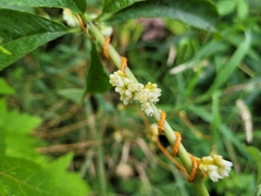Cuscuta campestris