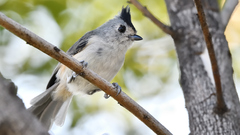 Baeolophus atricristatus