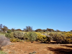 Acacia rigens