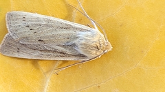 Copablepharon longipenne