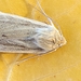 Dusky Dune Moth - Photo (c) Doug Macaulay, some rights reserved (CC BY), uploaded by Doug Macaulay