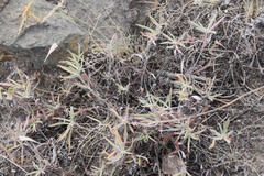 Eriogonum heracleoides