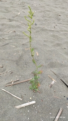 Chenopodium acuminatum virgatum