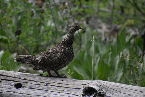 iNaturalist observation photo of Sooty Grouse