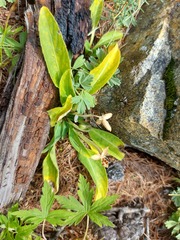 Viola gmeliniana
