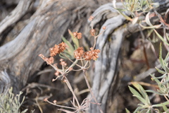 Eriogonum heracleoides