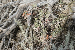 Eriogonum heracleoides