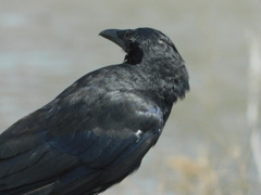 Corvus ossifragus
