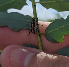 Eudiagogus rosenschoeldi