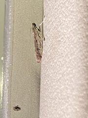 Phycitodes reliquellum