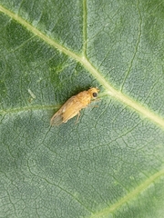 Lauxaniidae