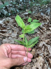 Dichanthelium commutatum commutatum