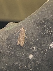 Phycitodes reliquellum