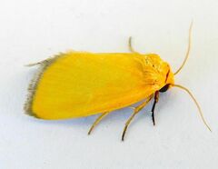 Eulithosia composita