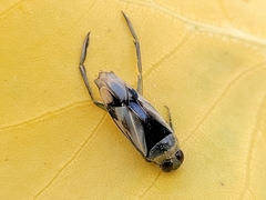Notonecta undulata