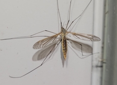 Nephrotoma ferruginea