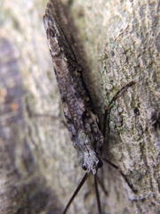 Trichoptera