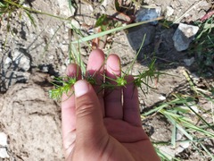 Salsola collina