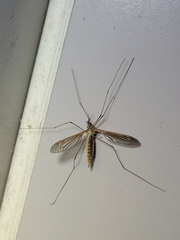 Nephrotoma ferruginea