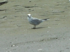Sterninae