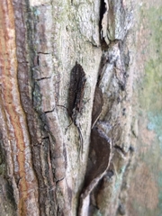 Trichoptera