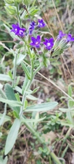Anchusa officinalis