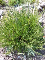 Artemisia obtusiloba