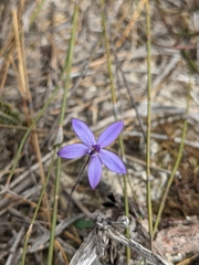 Glossodia minor