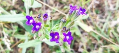 Anchusa officinalis