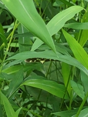Desmia