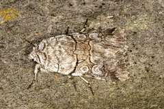 Sympistis chionanthi