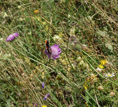 Scabiosa owerinii