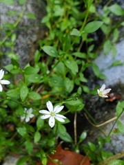 Stellaria graminea
