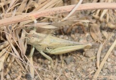 Melanoplus cinereus