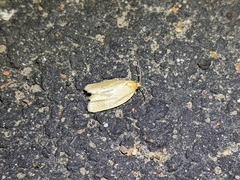 Clepsis clemensiana